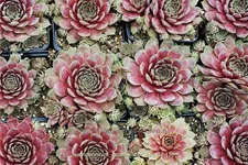 Sempervivum tectorum 'Commander Hay'