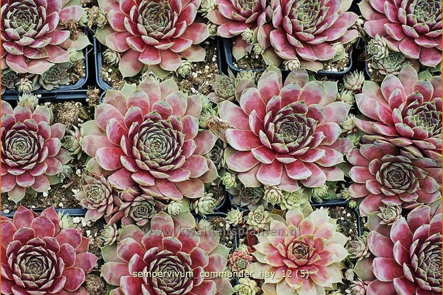 Sempervivum tectorum 'Commander Hay'