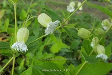 Silene fimbriata