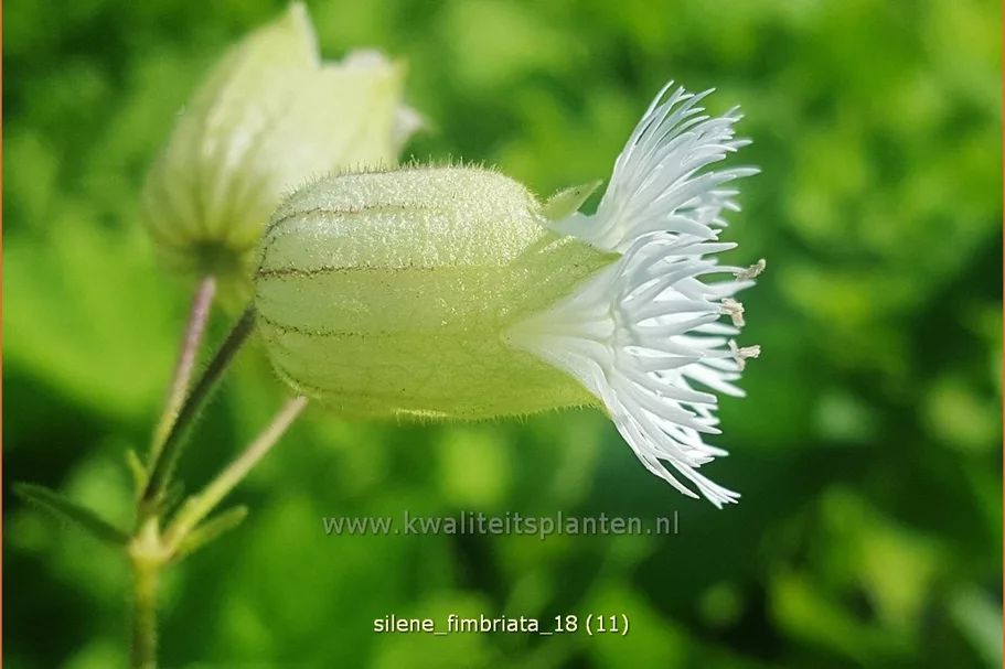 Silene fimbriata