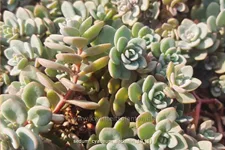 Sedum cyaneum 'Sachalin'
