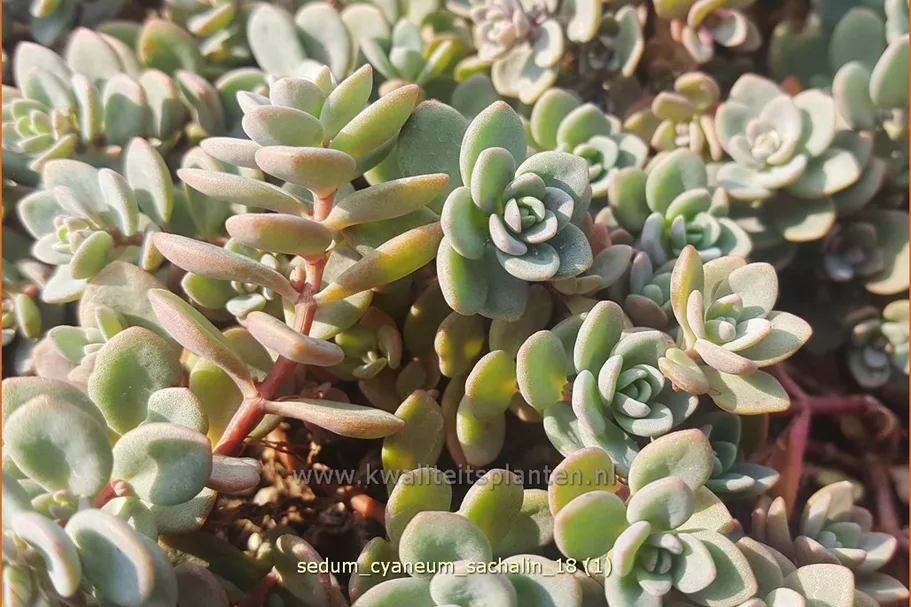 Sedum cyaneum 'Sachalin'
