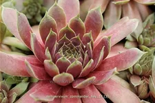 Sempervivum tectorum 'Commander Hay'