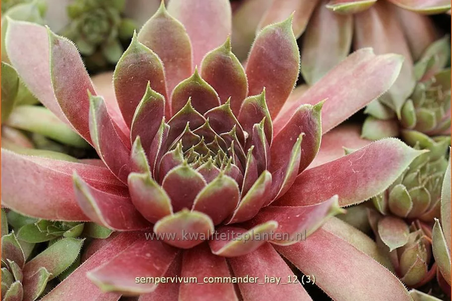 Sempervivum tectorum 'Commander Hay'