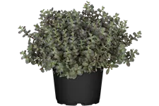 Sedum cyaneum 'Sachalin'