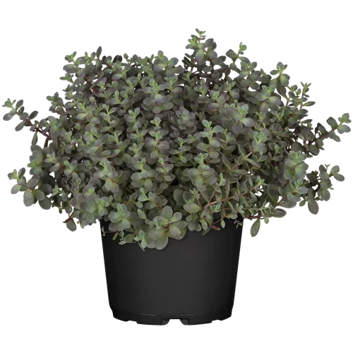 Sedum cyaneum 'Sachalin'