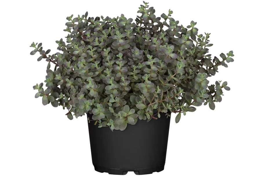 Sedum cyaneum 'Sachalin'