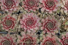 Sempervivum tectorum 'Commander Hay'