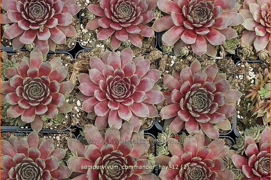 Sempervivum tectorum 'Commander Hay'