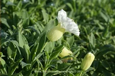 Silene maritima 'Weißkehlchen'