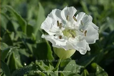 Silene maritima 'Weißkehlchen'