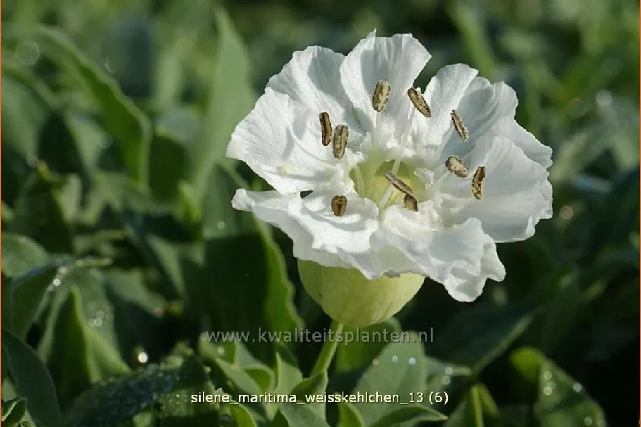 Silene maritima 'Weißkehlchen'