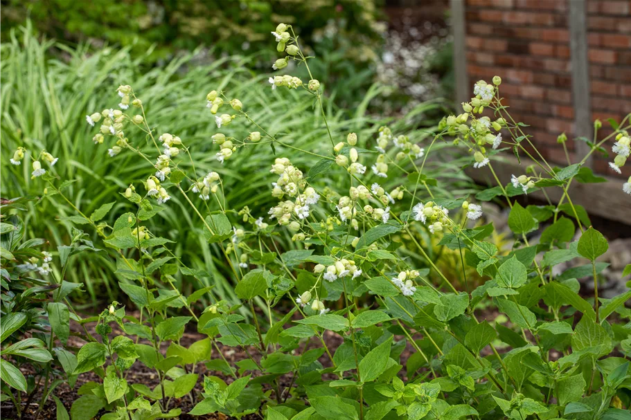 Silene maritima 'Weißkehlchen'