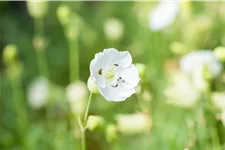 Silene maritima 'Weißkehlchen'