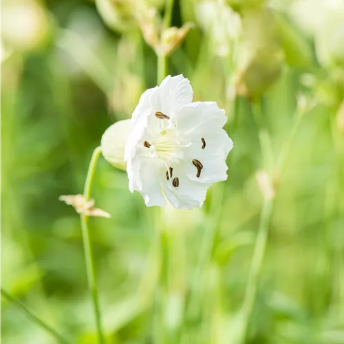 Silene maritima 'Weißkehlchen'