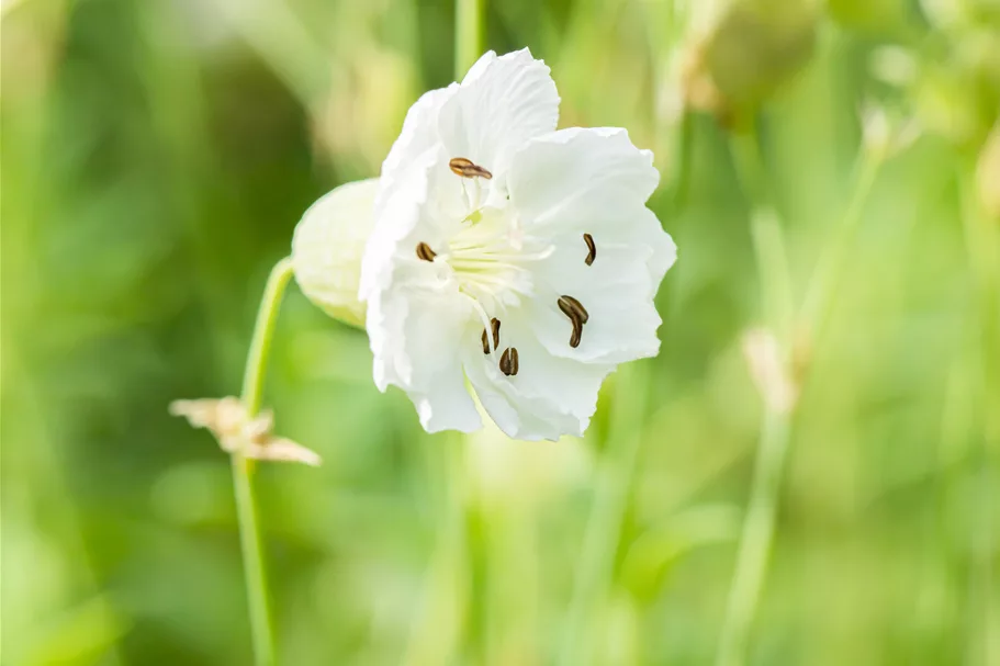 Silene maritima 'Weißkehlchen'