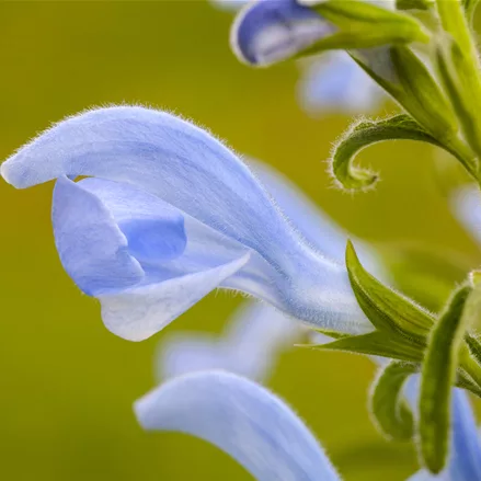 Salvia pratensis