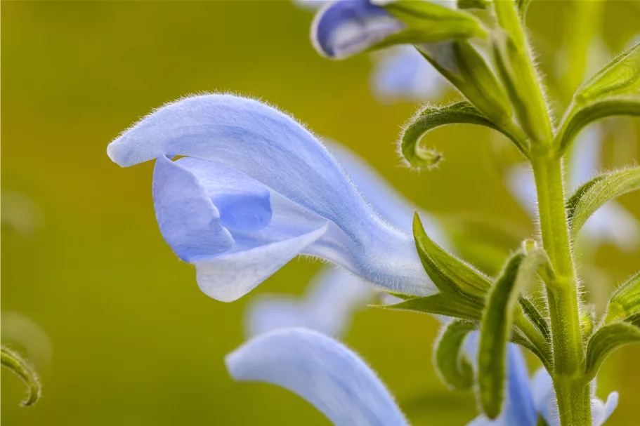 Salvia pratensis