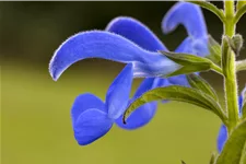 Salvia pratensis