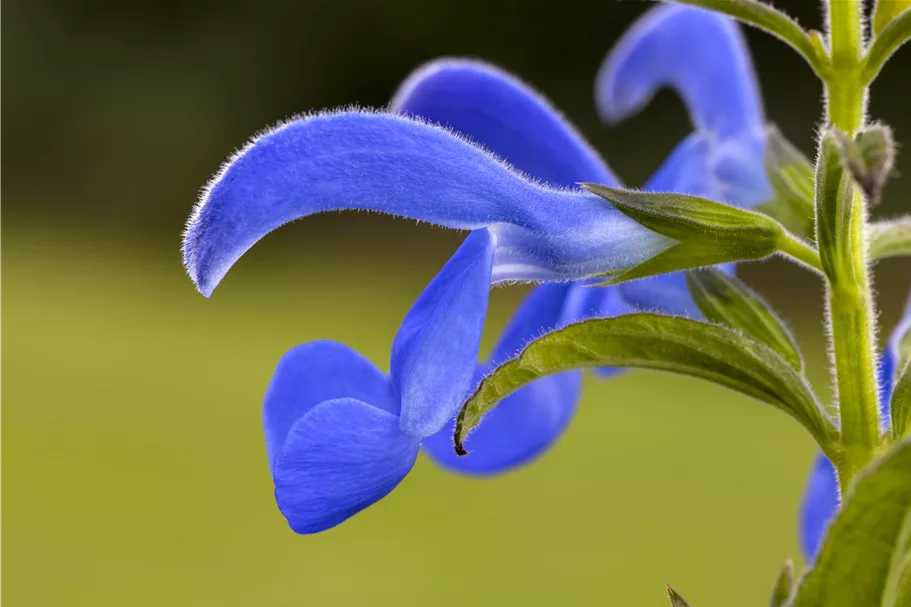 Salvia pratensis