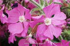 Silene x robotii 'Rollies Favorite'