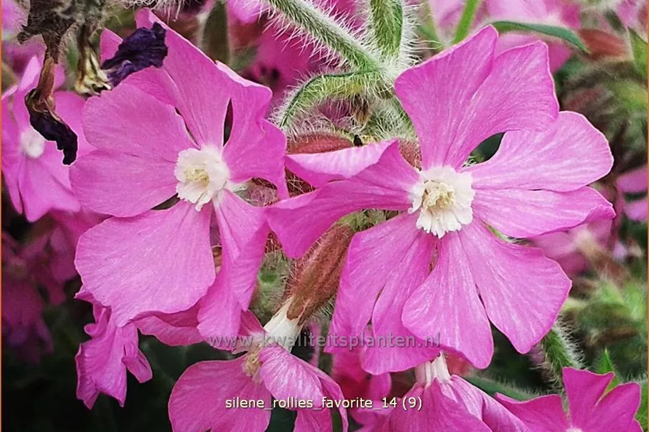 Silene x robotii 'Rollies Favorite'