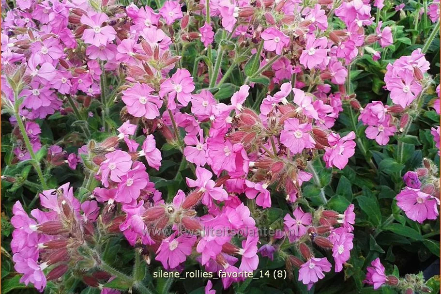 Silene x robotii 'Rollies Favorite'