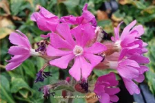 Silene x robotii 'Rollies Favorite'