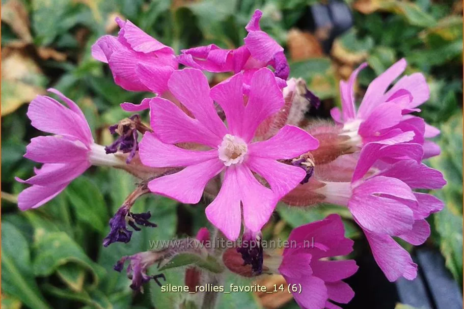 Silene x robotii 'Rollies Favorite'