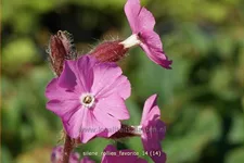 Silene x robotii 'Rollies Favorite'