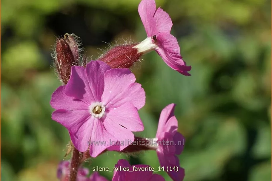 Silene x robotii 'Rollies Favorite'