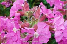 Silene x robotii 'Rollies Favorite'