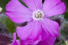 Silene x robotii 'Rollies Favorite'