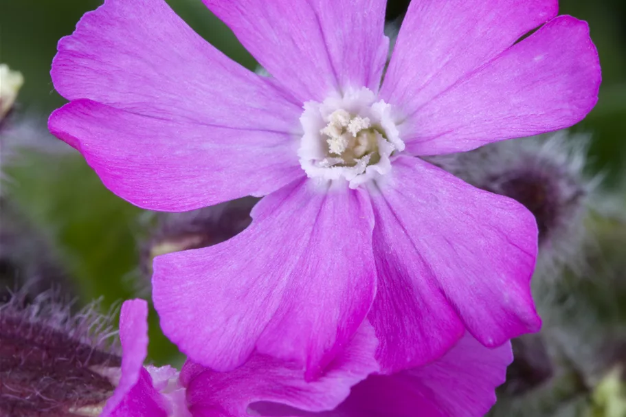 Silene x robotii 'Rollies Favorite'