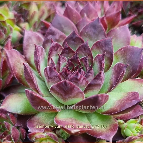 Sempervivum 'Dark Beauty'