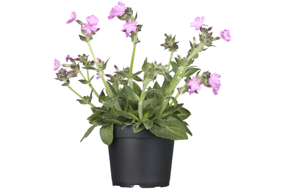 Silene x robotii 'Rollies Favorite'