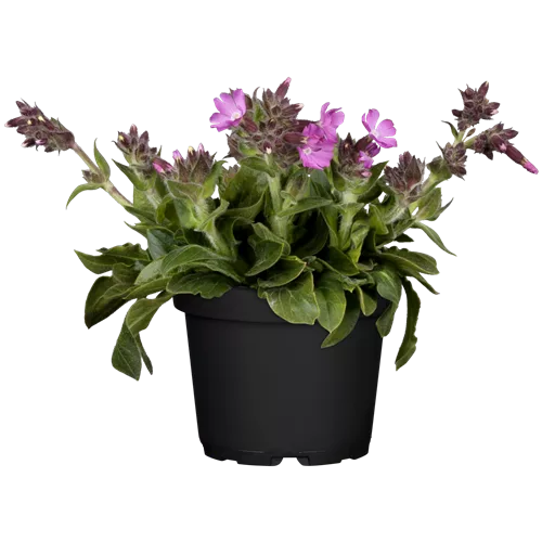 Silene x robotii 'Rollies Favorite'