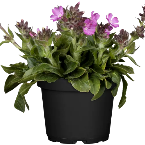 Silene x robotii 'Rollies Favorite'