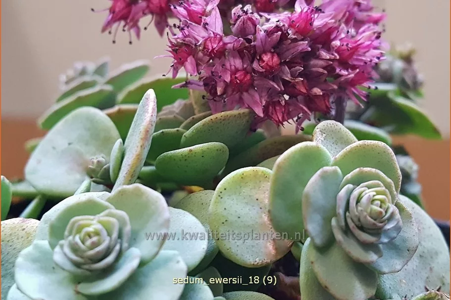 Sedum ewersii