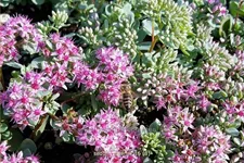 Sedum ewersii