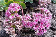 Sedum ewersii