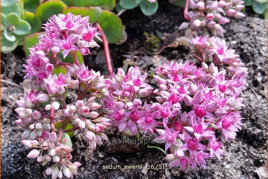 Sedum ewersii