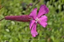 Silene schafta