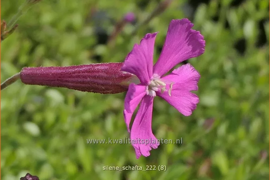 Silene schafta
