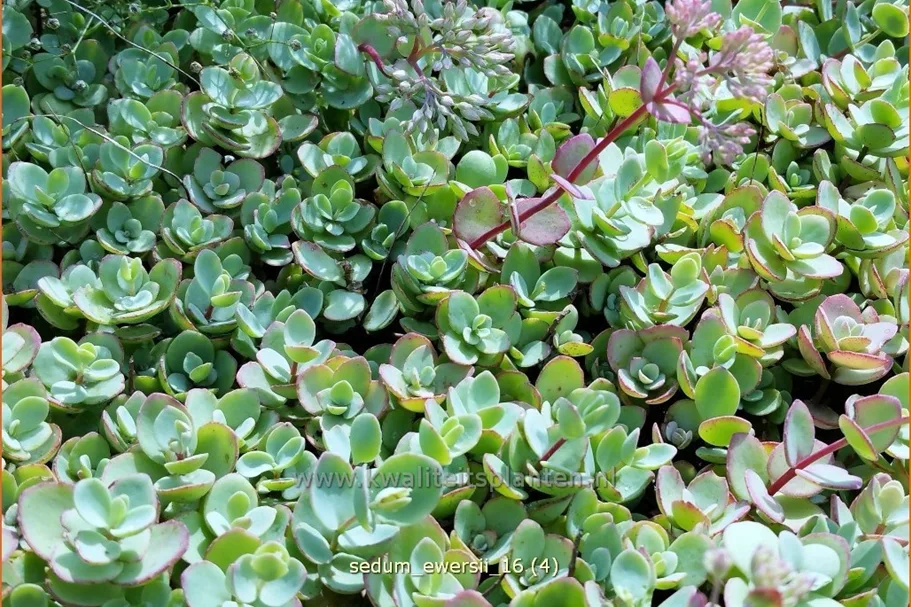 Sedum ewersii