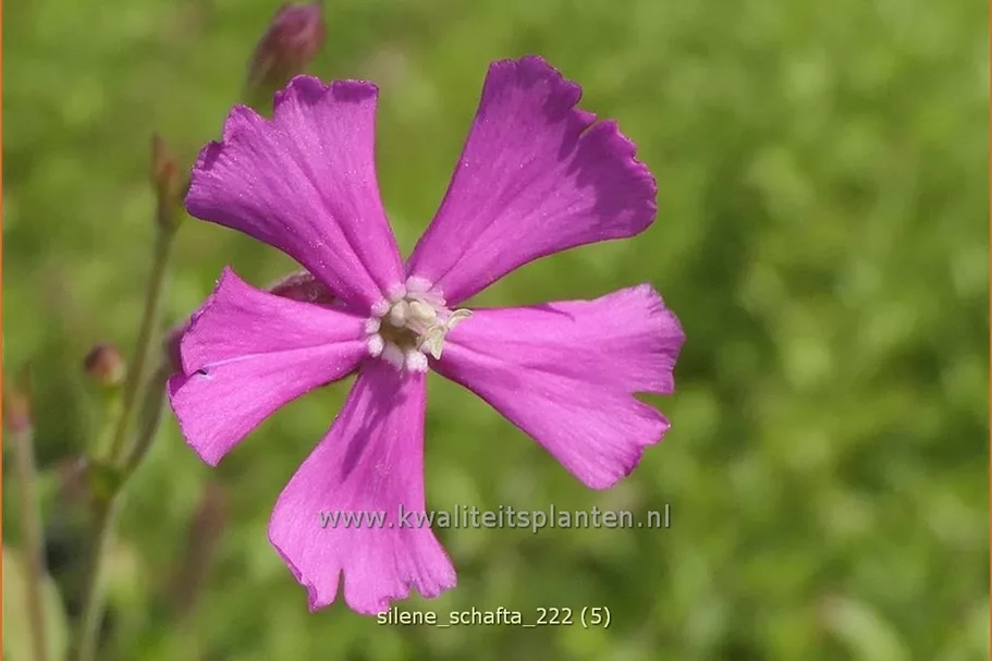 Silene schafta