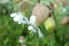 Silene vulgaris