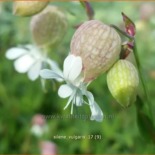 Silene vulgaris