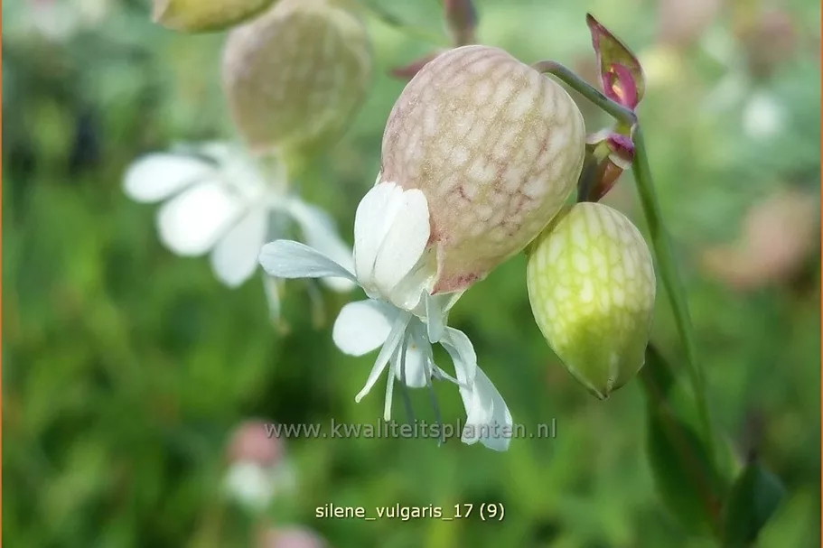 Silene vulgaris