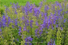 Salvia pratensis 'Midnight Model'